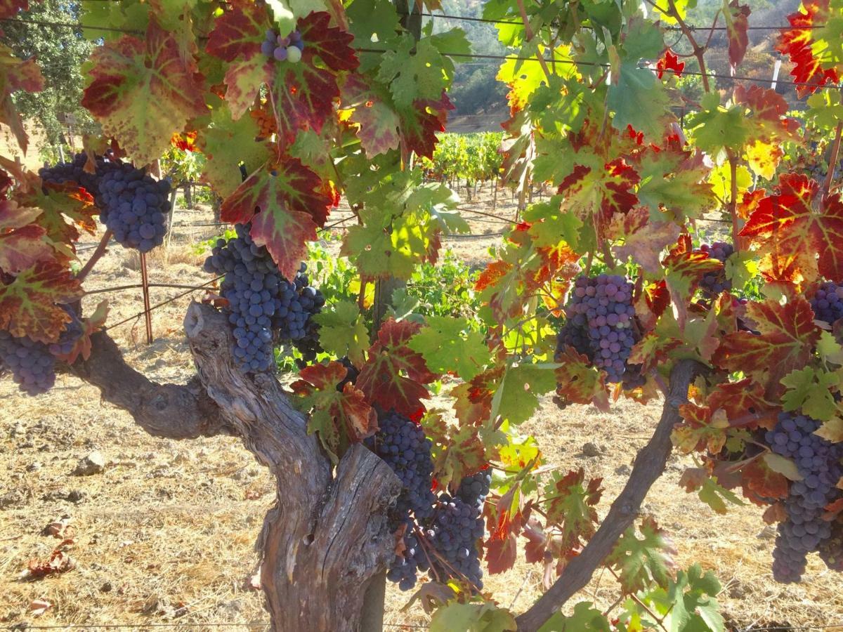 Rustridge Ranch & Winery Panzió St. Helena Kültér fotó